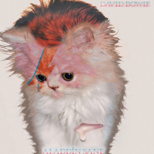 album covers with kittens